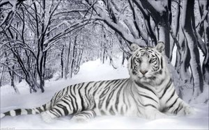 ИБ-007-Империя бисера "Белый тигр" 40х60 см