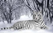 ИБ-07н-Империя бисера "Белый тигр" 60х40 см