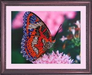 102-Butterfly "Бабочка" 25х33 см