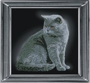 21111-КиТ "Британская короткошерстная кошка" 28х28 см
