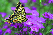 4000-Матренин Посад "Бабочка на лиловых цветах" 28х34 см