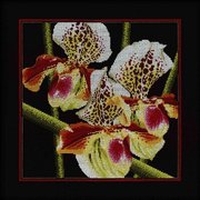 М-263-РТО "Орхидеи Пафиопедилум"("Венерин башмачок") 36х36 см