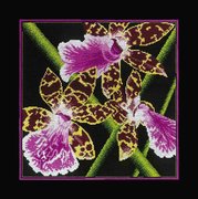 М-265-РТО "Орхидеи Зигопеталум" 36x36 см